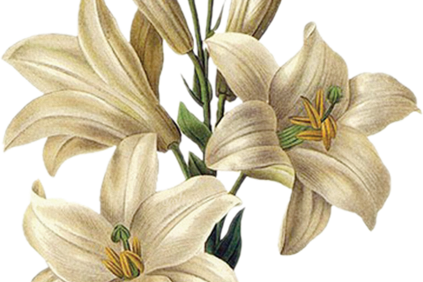 Easter Lilies Bloom In Catholic History Tradition Today S Catholic